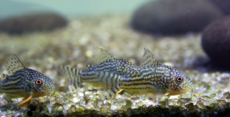 Sterbai Corydora Catfish