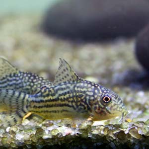 Sterbai Corydora Catfish