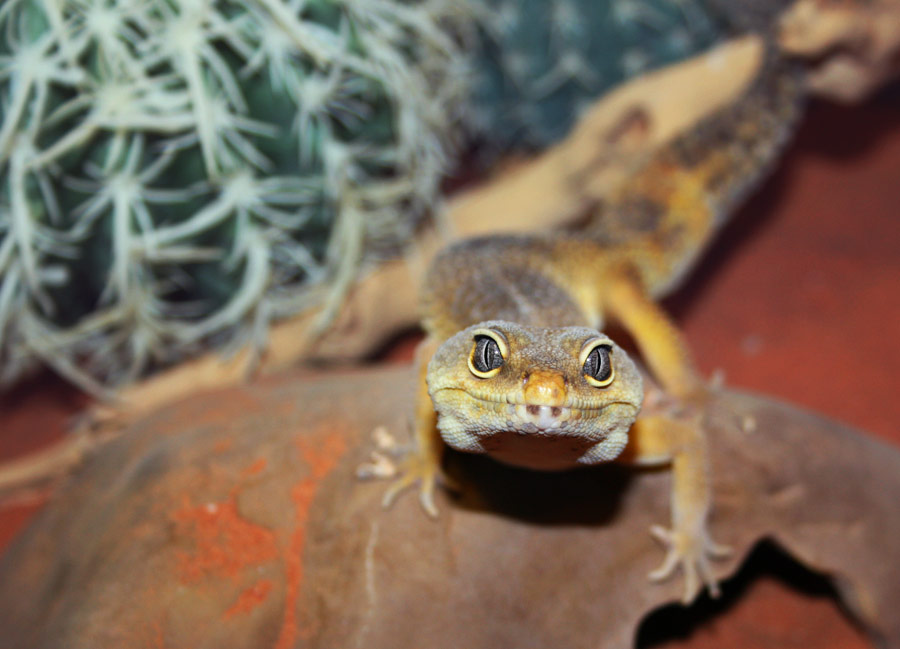 Leopard Gecko