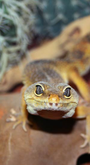 Leopard Gecko